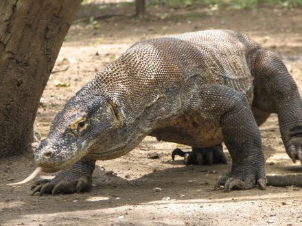 Komodo Dragon 17