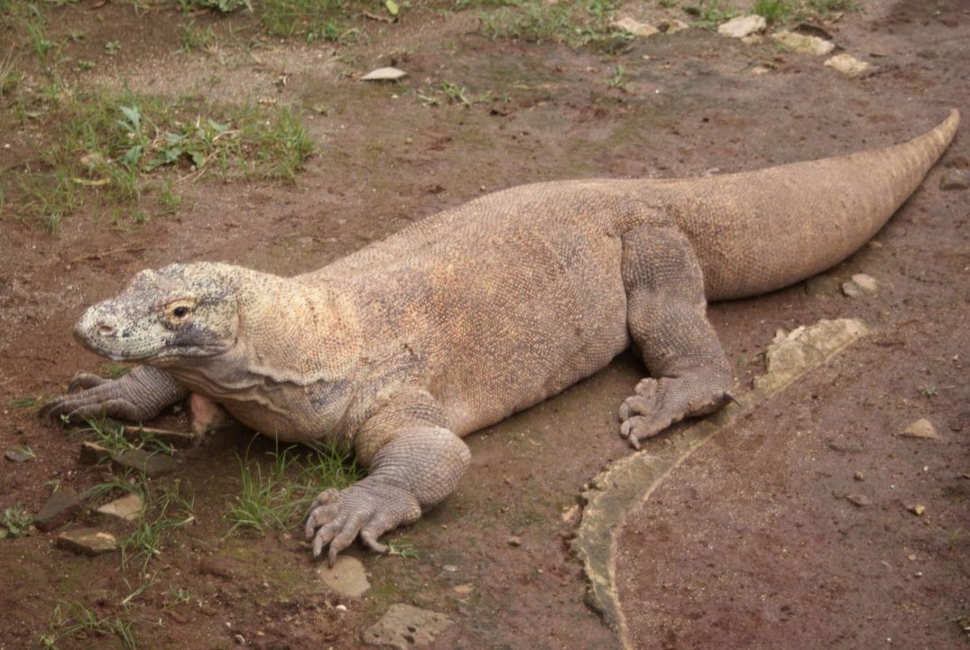 Komodo Dragon 3