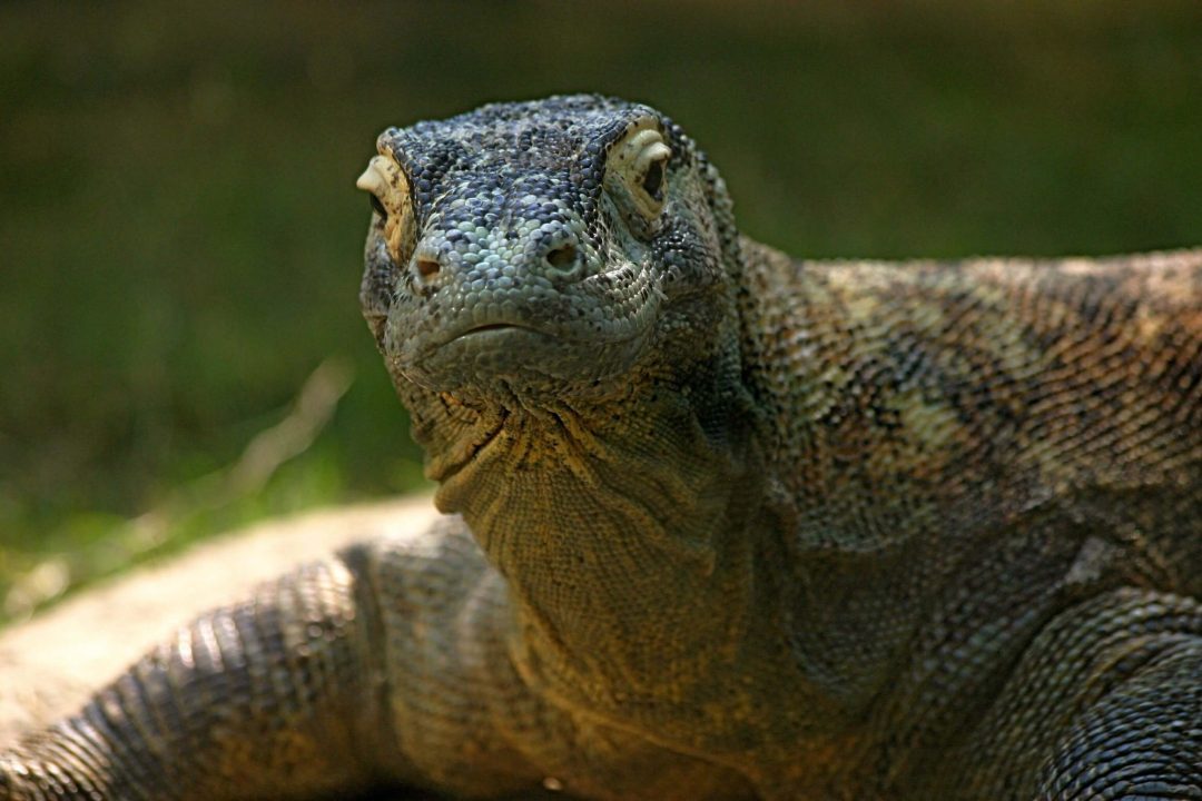 Komodo Dragon 5