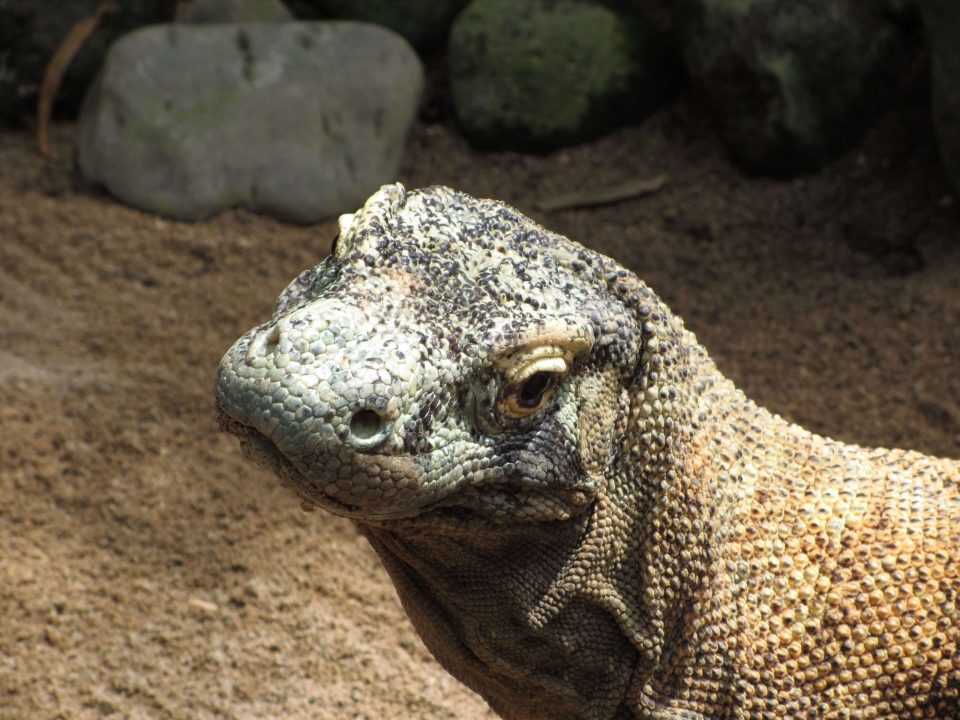 Komodo Dragon Photos