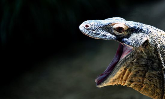 Komodo Dragon Pics