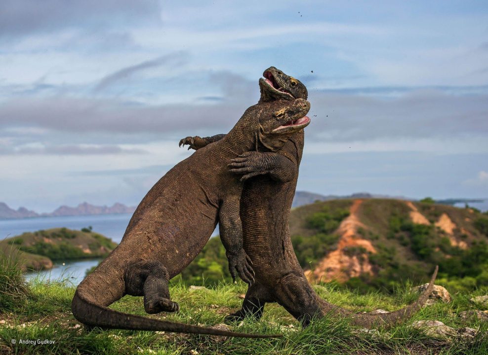 Komodo Dragon Wallpapers