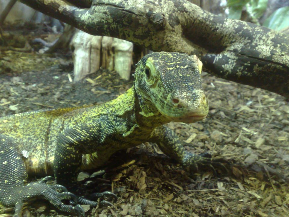 Komodo Dragon images