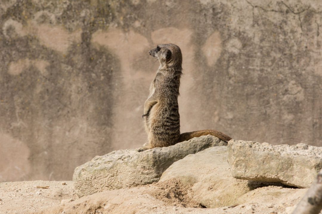 Meerkat 11