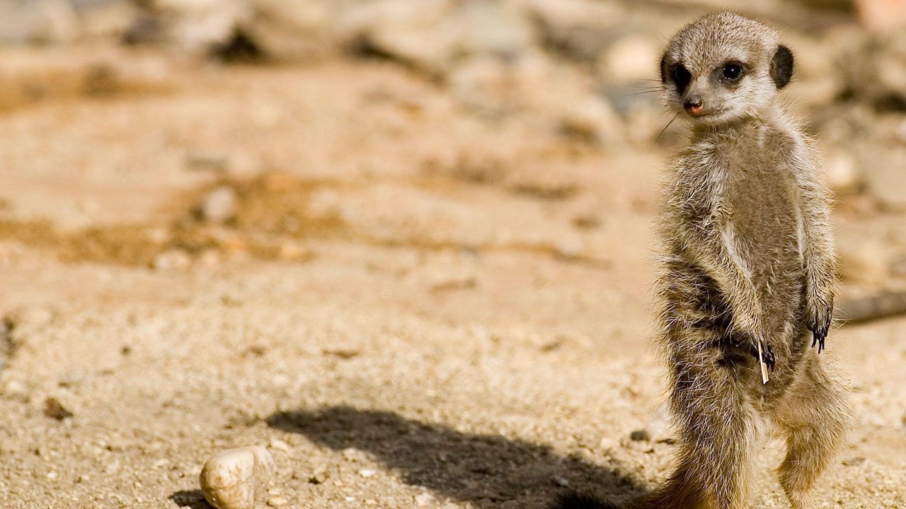 Meerkat 13