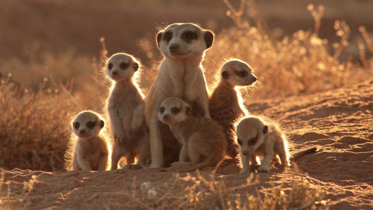 Meerkat 14