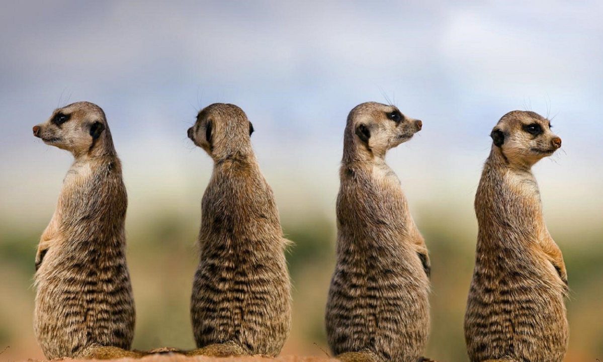 Meerkat 15