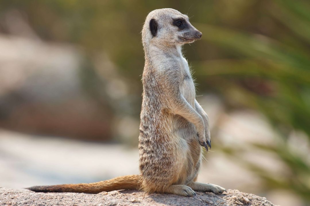 Meerkat 16