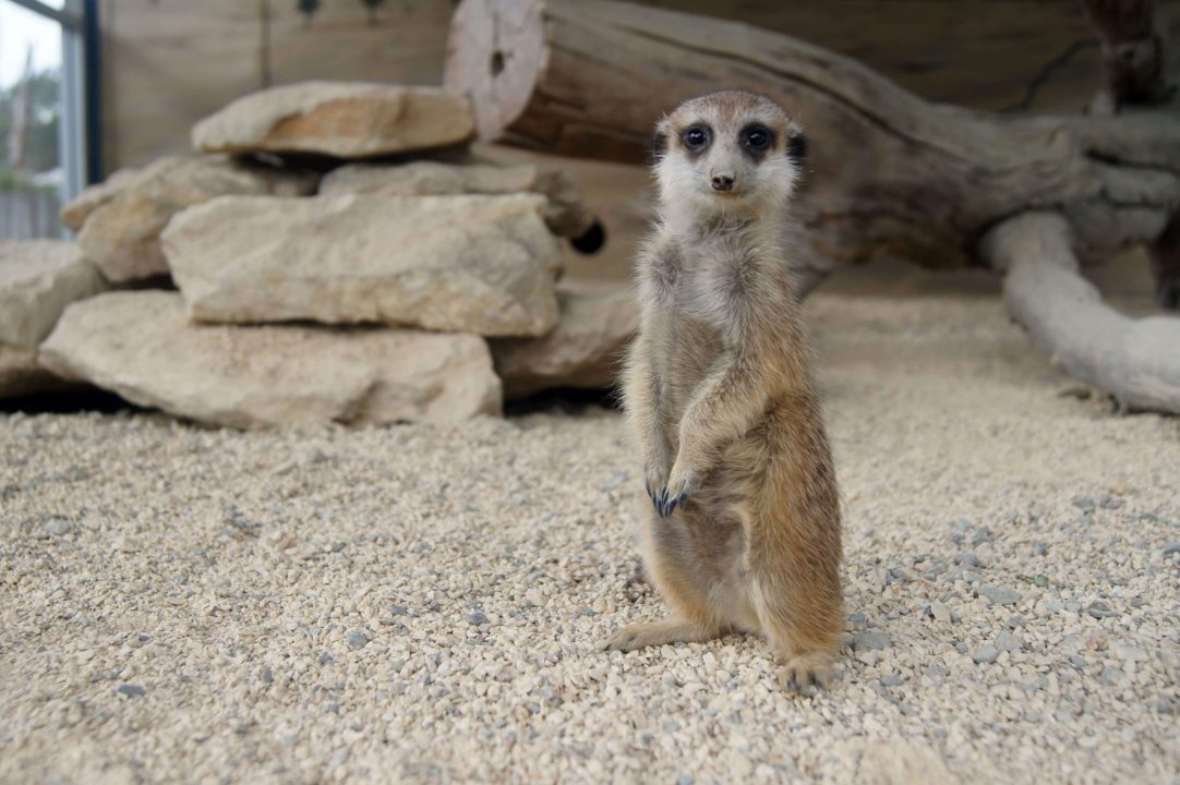 Meerkat 17