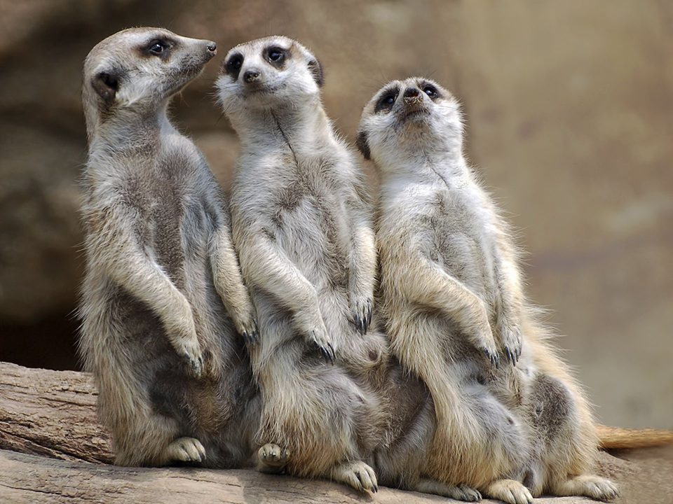 Meerkat 5