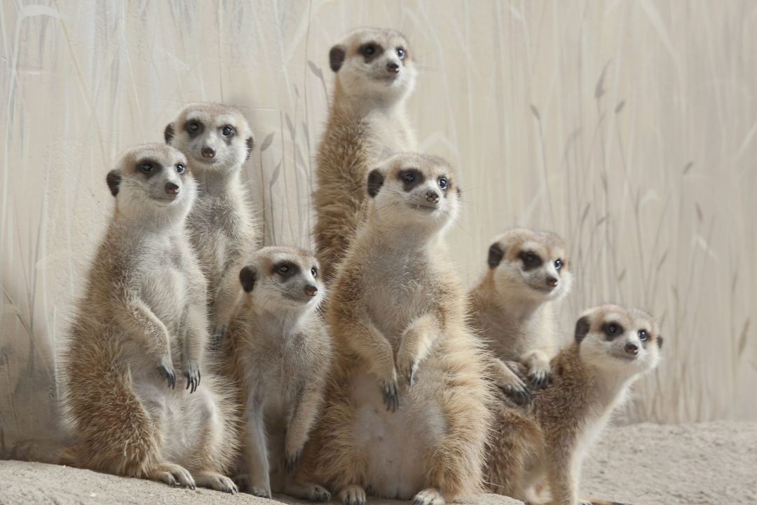 Meerkat 7