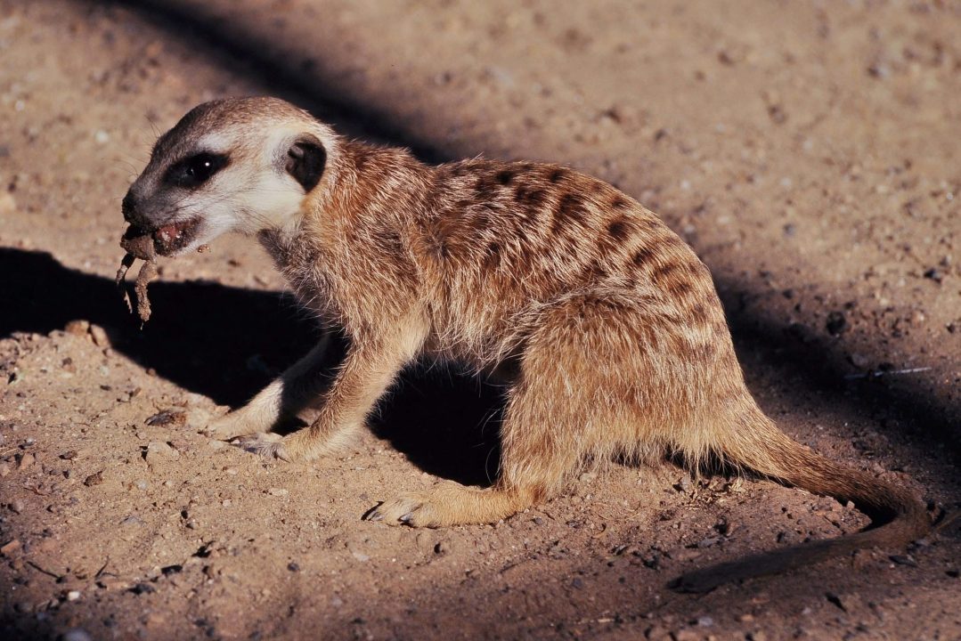 Meerkat 9