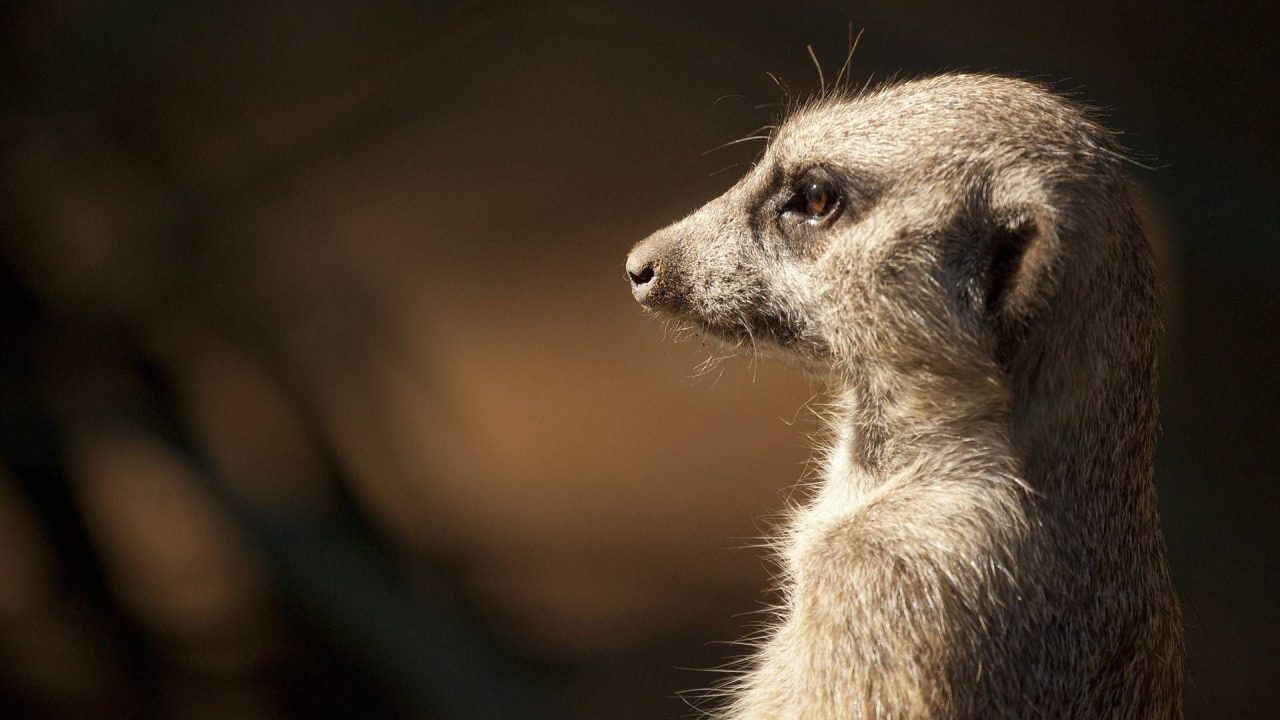 Meerkat Background