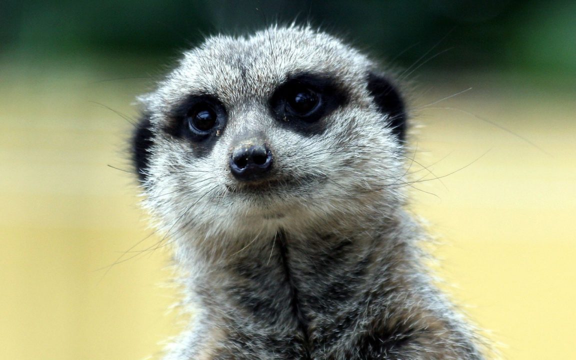 Meerkat Background images