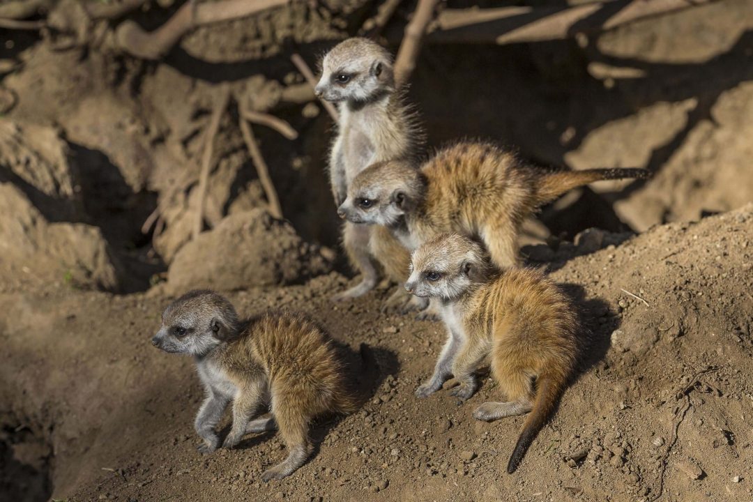 Meerkat Computer Wallpapers