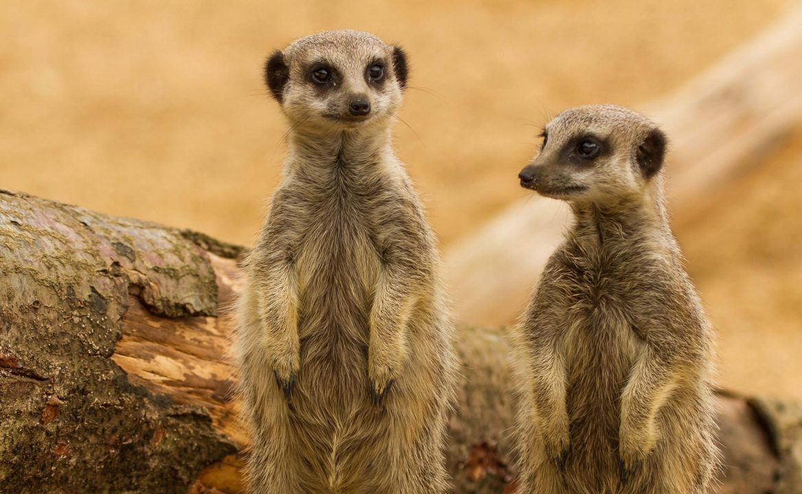 Meerkat Desktop Wallpapers