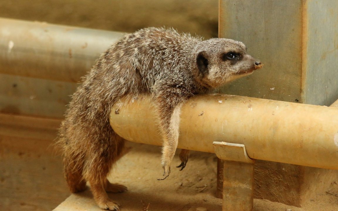 Meerkat Laptop Wallpapers