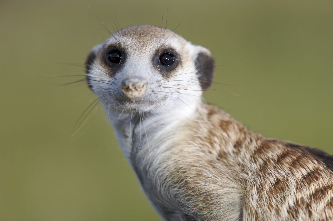 Meerkat Pics