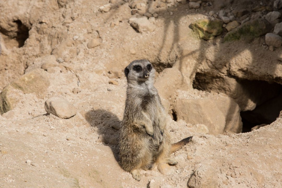 Meerkat Pictures