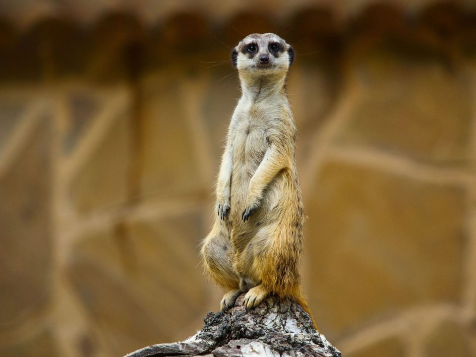 Meerkat Wallpaper