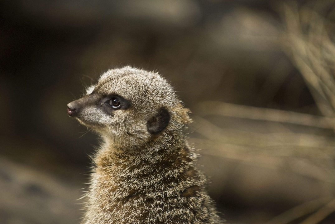 Meerkat Wallpapers 2