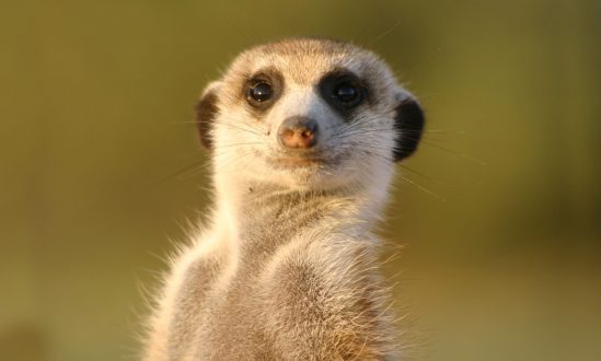 Meerkat Wallpapers 3