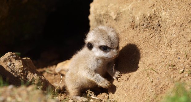 Meerkat Wallpapers 4