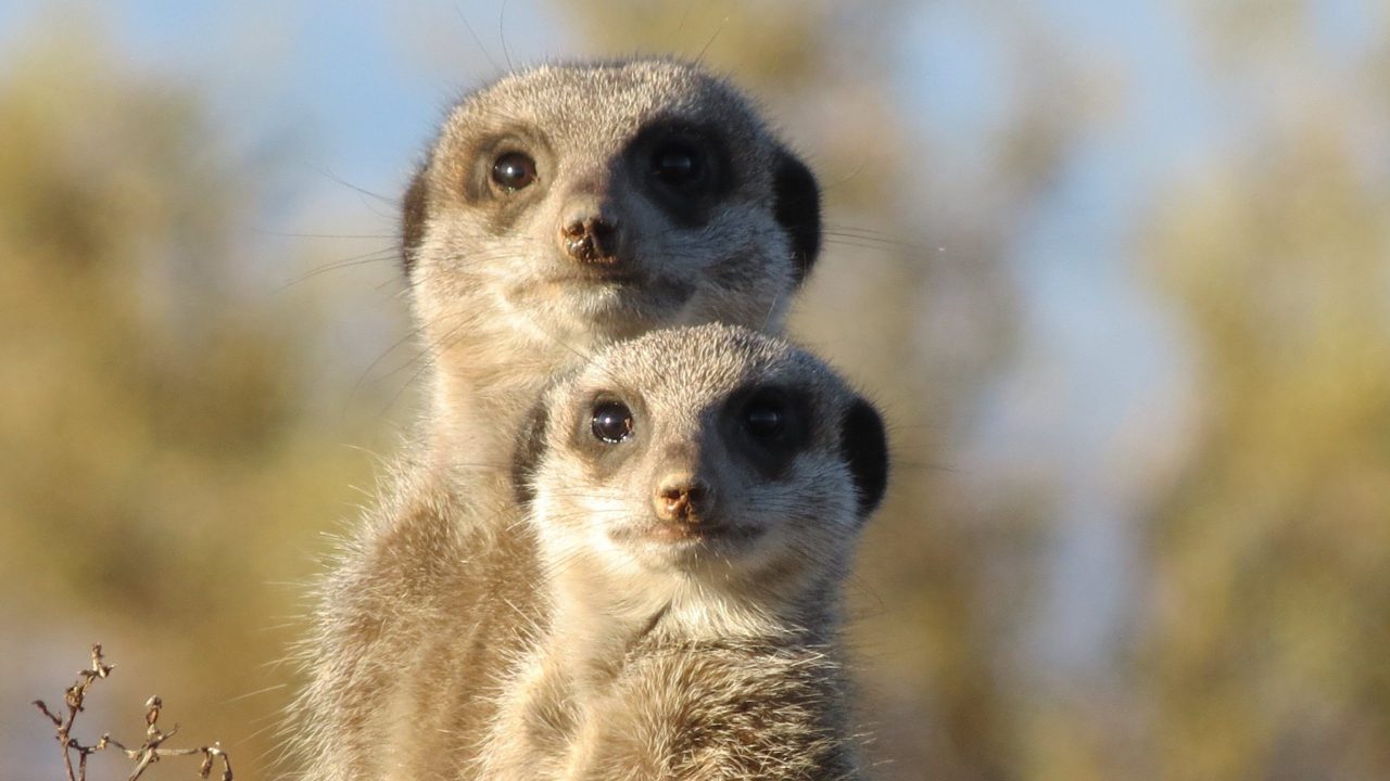 Meerkat Wallpapers for Windows