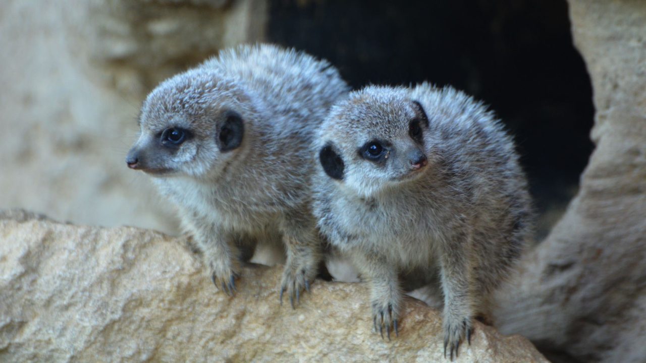 Meerkat images