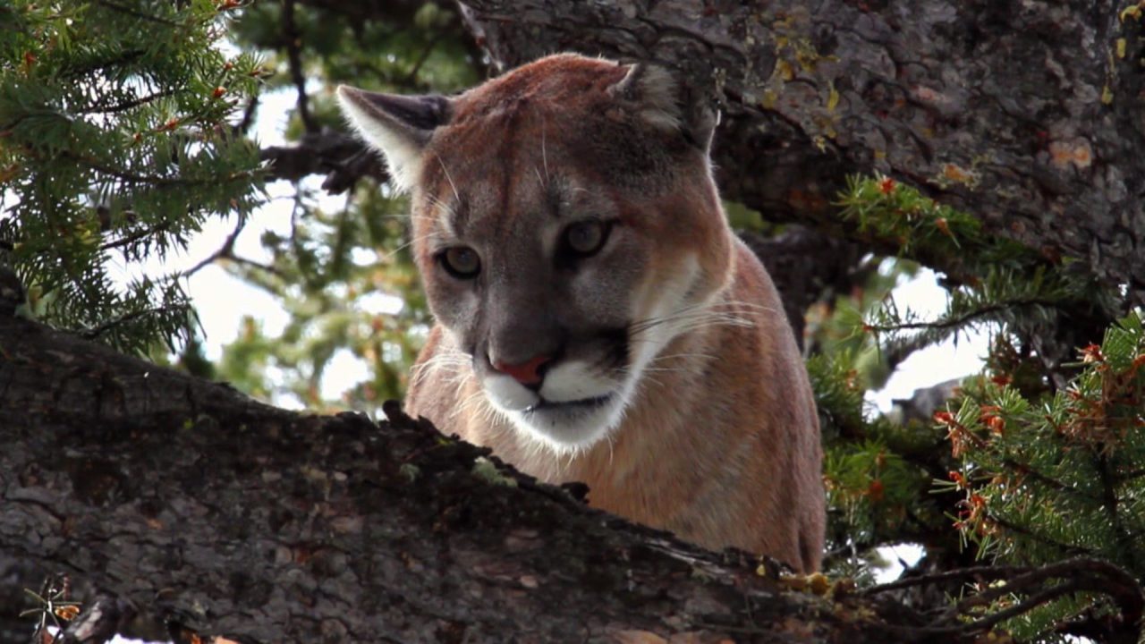 Mountain Lion 2