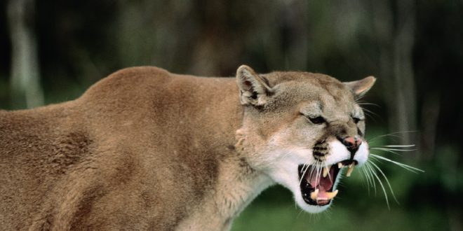 Mountain Lion 3