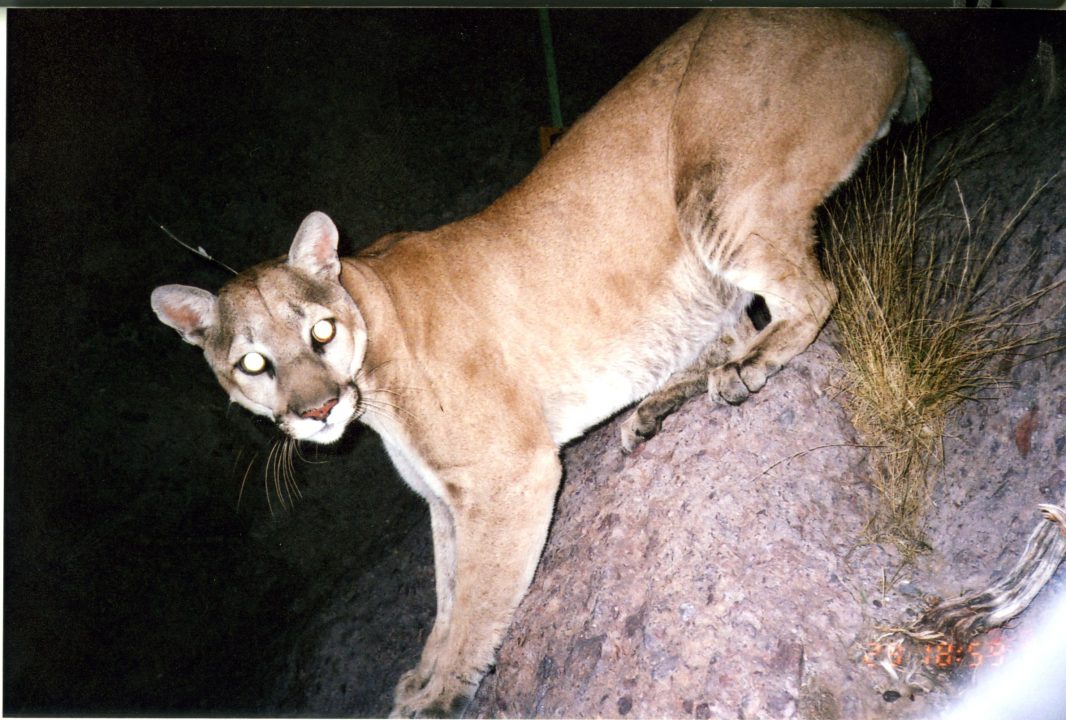 Mountain Lion Computer Wallpapers