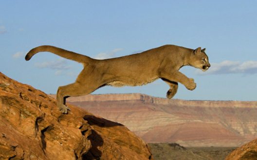 Mountain Lion Free Wallpapers