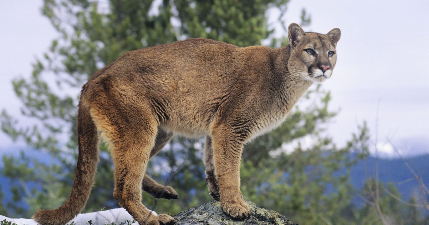 Mountain Lion Photos