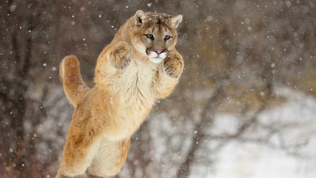 Mountain Lion Pics