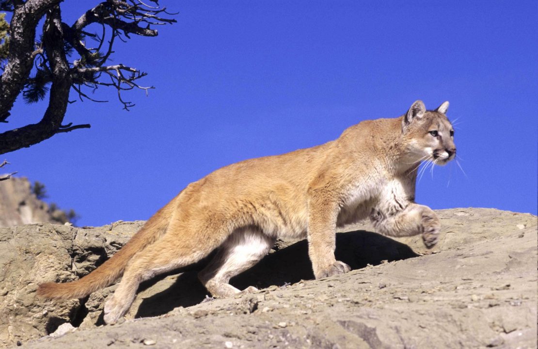 Mountain Lion Pictures