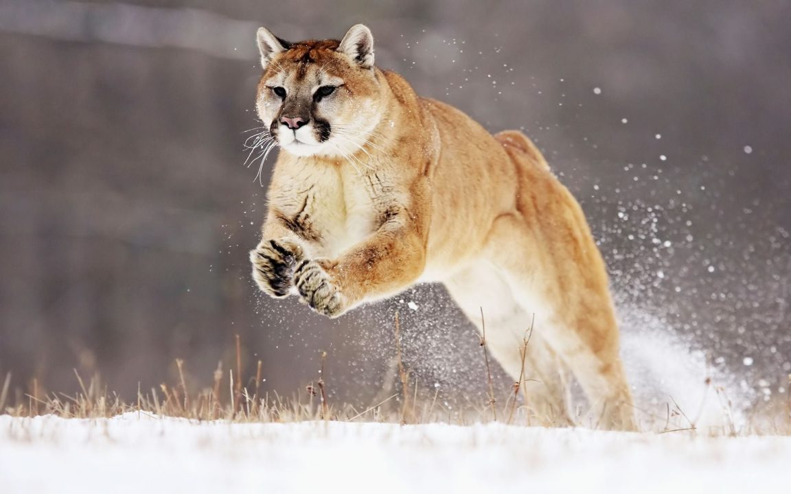 Mountain Lion Wallpapers