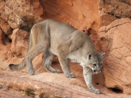 Mountain Lion Wallpapers for Laptop