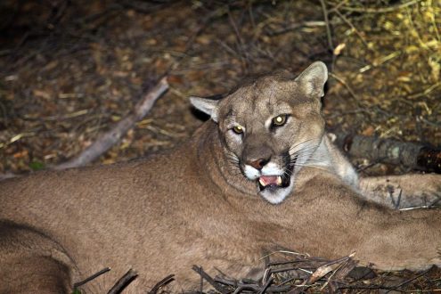 Mountain Lion Windows Wallpapers