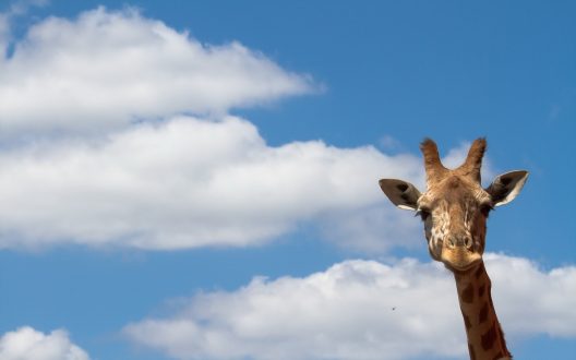 Pictures of Giraffe