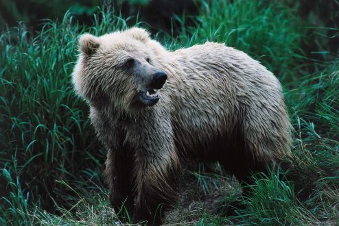 Pictures of Grizzly Bear