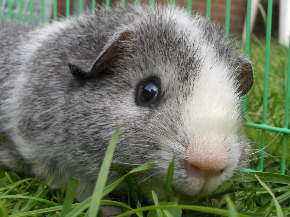 Pictures of Guinea Pig