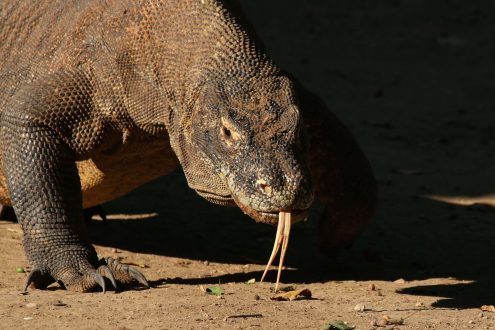 Pictures of Komodo Dragon