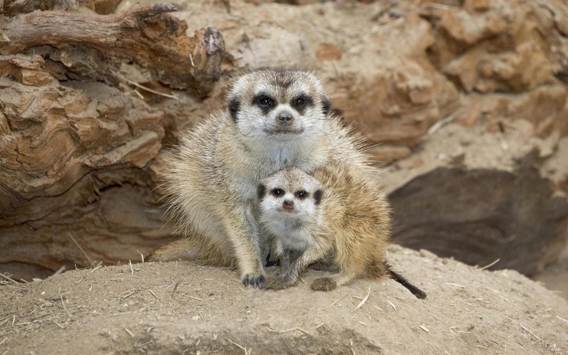 Pictures of Meerkat