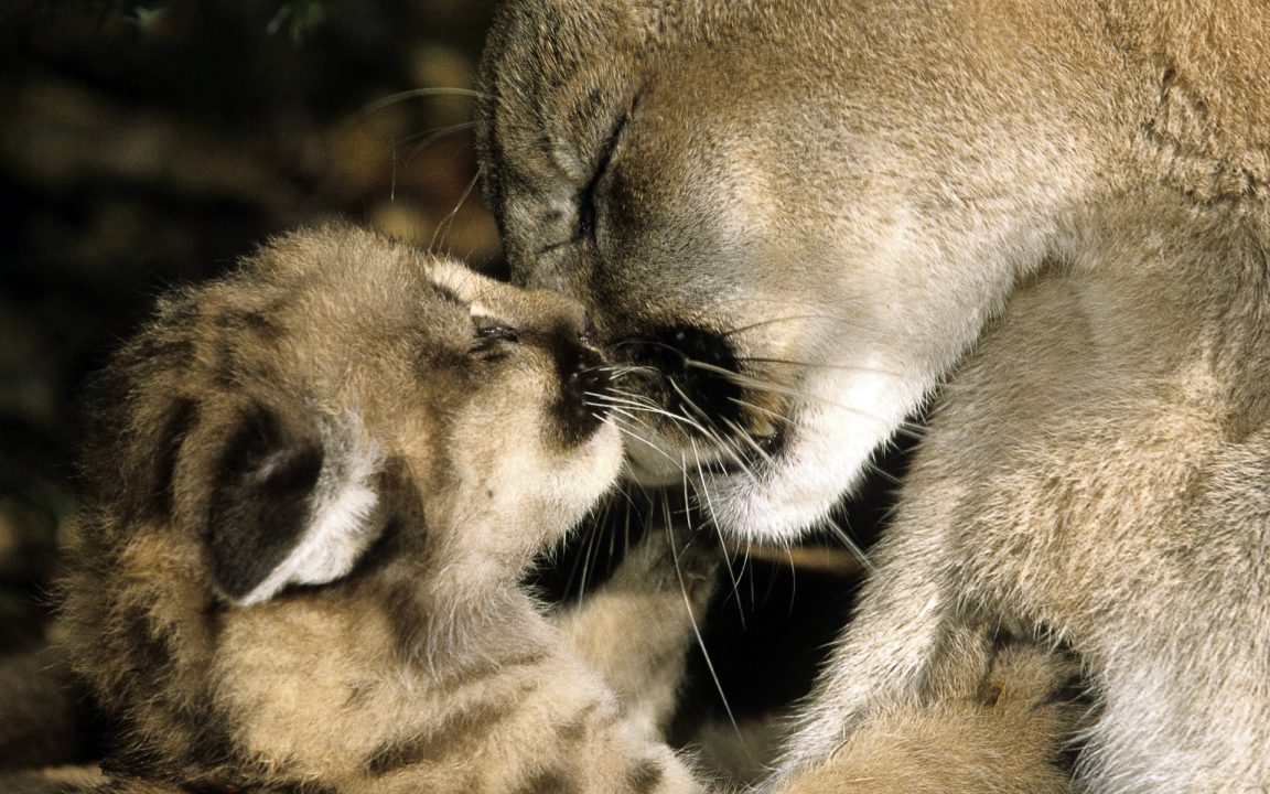 Pictures of Mountain Lion