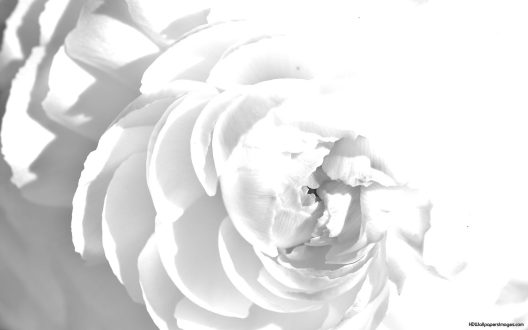 White Abstract Photos