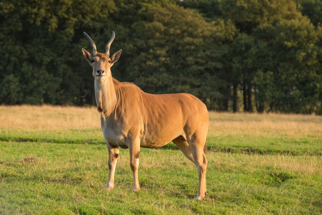 Antelope