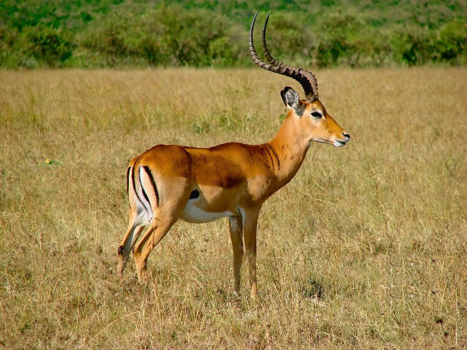 Antelope Background images