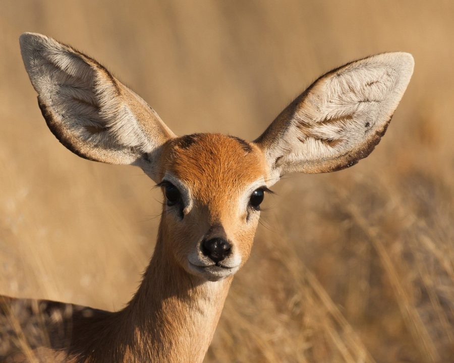 Antelope Desktop Wallpapers