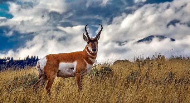 Antelope Photos